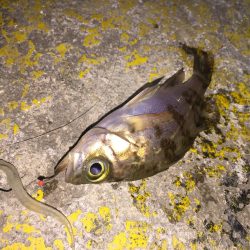 メバルの煮付けが食べたくて！