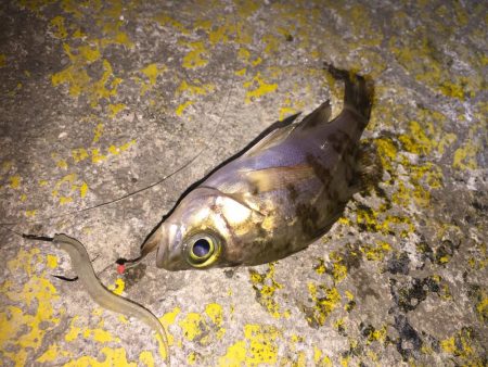 メバルの煮付けが食べたくて！