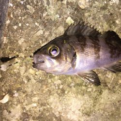 今日は、ワームでした！