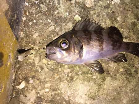 今日は、ワームでした！