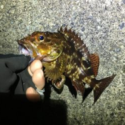 バグアンツ&ゼロダンの釣り楽しい！