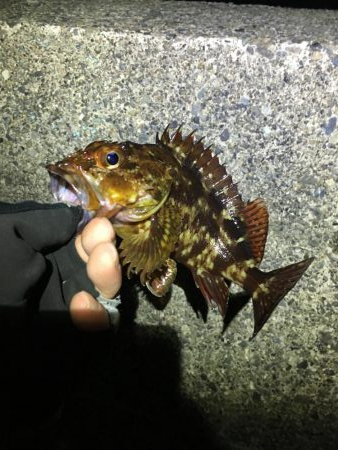 バグアンツ&ゼロダンの釣り楽しい！