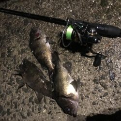 メバルプラッキング