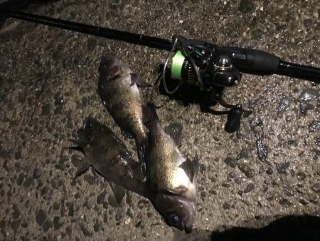 メバルプラッキング