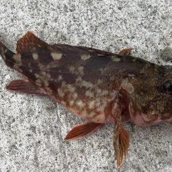 ショアジギング