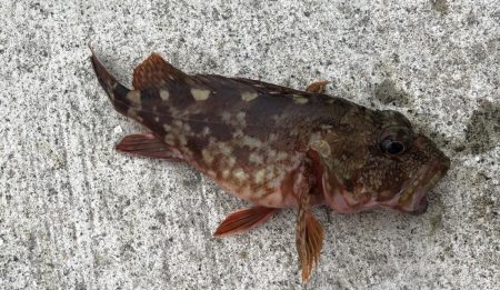 ショアジギング