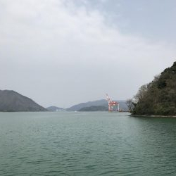 舞鶴でコウイカ