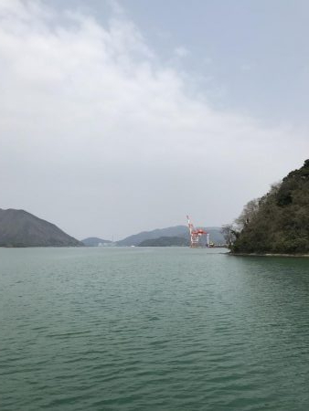 舞鶴でコウイカ