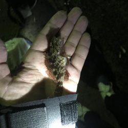 平成令和遠征アジング