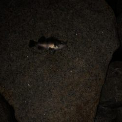 フロート虫ヘッド