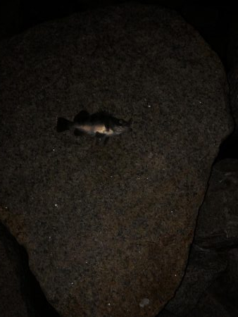 フロート虫ヘッド