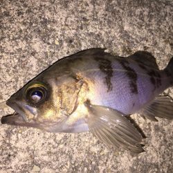 シャローメバル