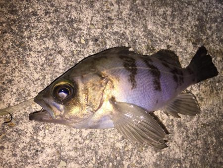 シャローメバル