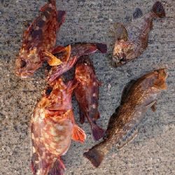 花見ガレイ、ガシラ釣り