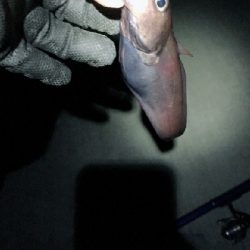 カレイに会いに2