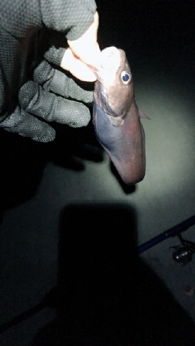 カレイに会いに2