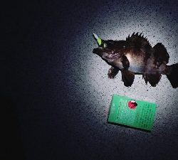 投げ釣りとルアー