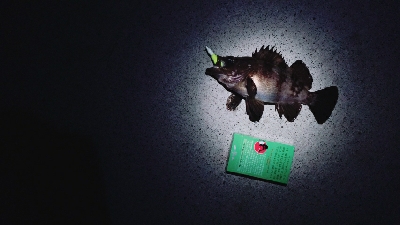 投げ釣りとルアー