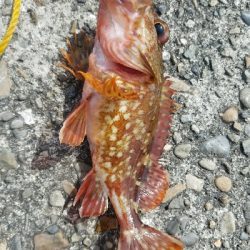 ヒラメ釣り　～晴れるとダメなのか～