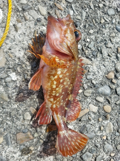 ヒラメ釣り　～晴れるとダメなのか～