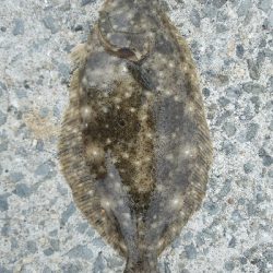 ヒラメ釣り　～色々ドジった～
