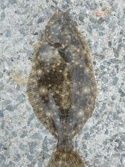 ヒラメ釣り　～色々ドジった～