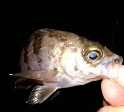 いつもの場所でいつものとおりに・・・