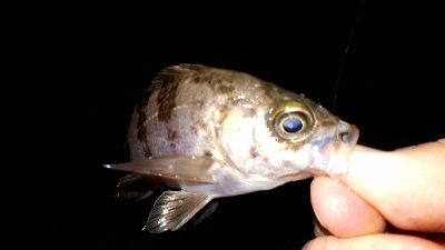 いつもの場所でいつものとおりに・・・