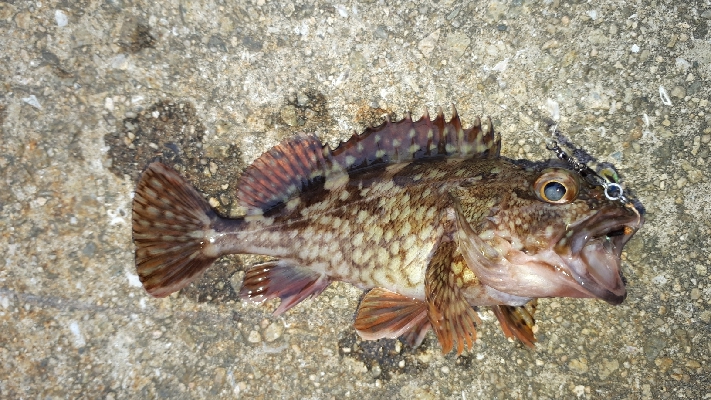 ディがシリング