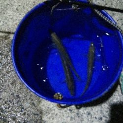 2019年4月6日釣行in岐志漁港