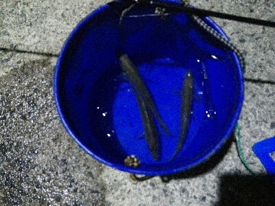 2019年4月6日釣行in岐志漁港