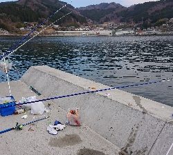 カレイに会いに