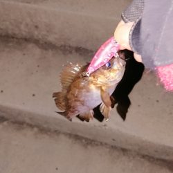 プラッキング縛り