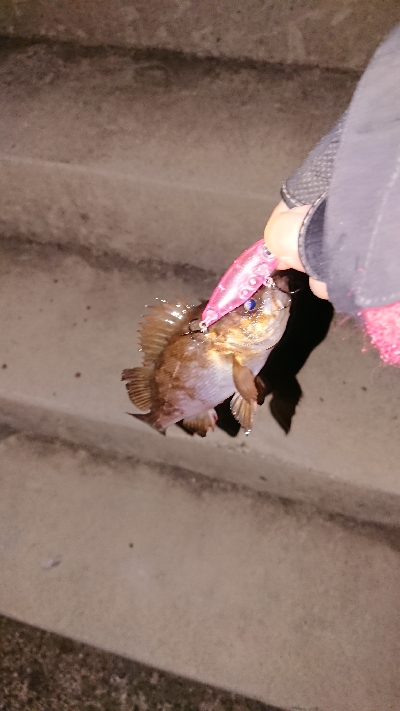 プラッキング縛り