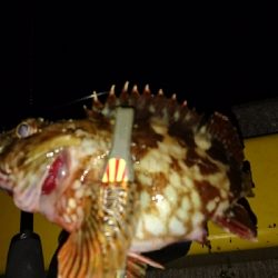 アジを求めて・・・