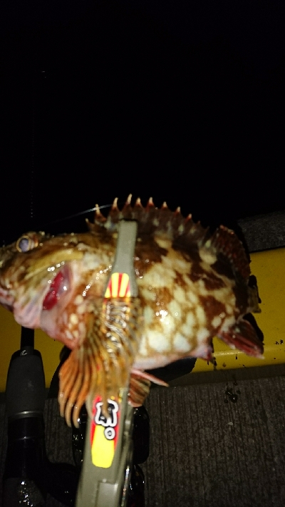 アジを求めて・・・