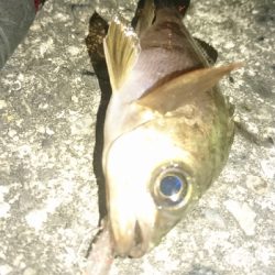 木材港南でちびメバル数釣り