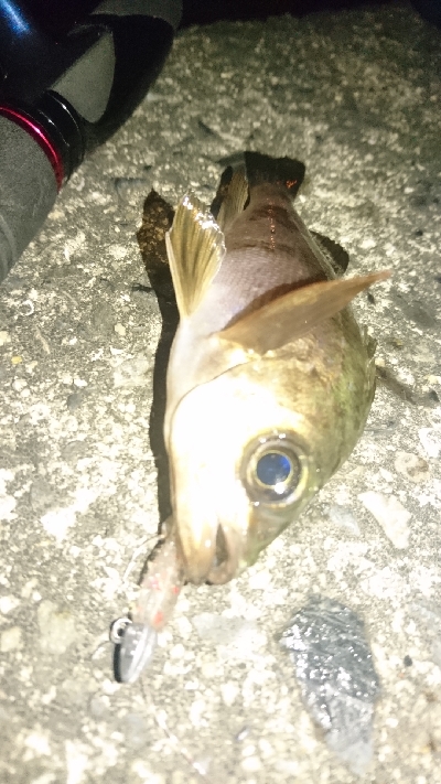 木材港南でちびメバル数釣り