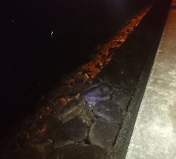 木材港南メバリング