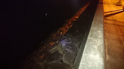 木材港南メバリング