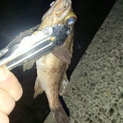 釣り部 釣行記 29