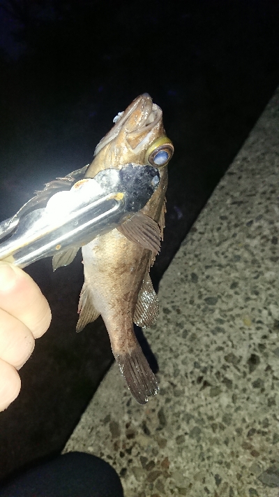 釣り部  釣行記  29