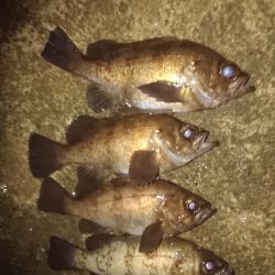 プッハー満足満足