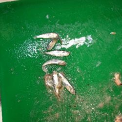 うれしいゲスト