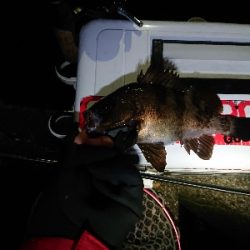 数釣りが楽しめました