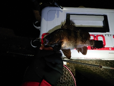 数釣りが楽しめました