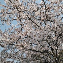 噂のサバ。略してウワサバ