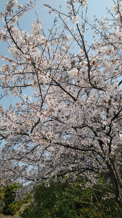 噂のサバ。略してウワサバ