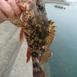 多魚種釣り