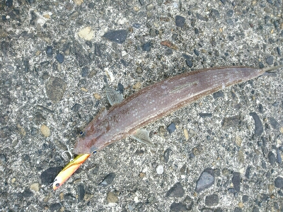 ゴールデンウィーク釣果2今日もいつもの。